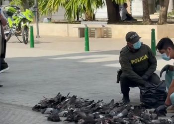 la masacre silenciosa de palomas en Montería